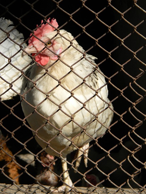 隊內的技術 隊內的技術